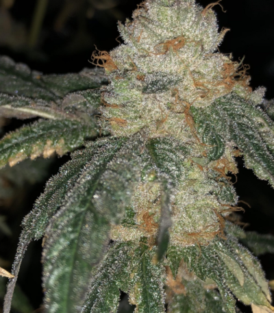 cream cake strain growing, ice cream cake thca strain, ice cream cake aeriz strain, ice cream cake strain genetics