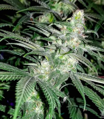 where to buy blue dream strain, blue dream strain side effects, blue dream strain growing info, blue dream strain for sale, blue dream strain near me, strains similar to blue dream, original blue dream strain, blue dream strain effects
