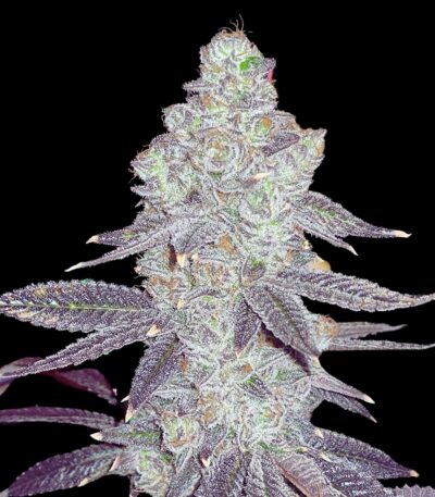 white truffle strain indica, white truffle strain side effects, white truffle strain taste, white truffle strain review, white truffle strain indica or sativa, white truffle strain price, white truffle strain flowering time, white truffle strain leafly